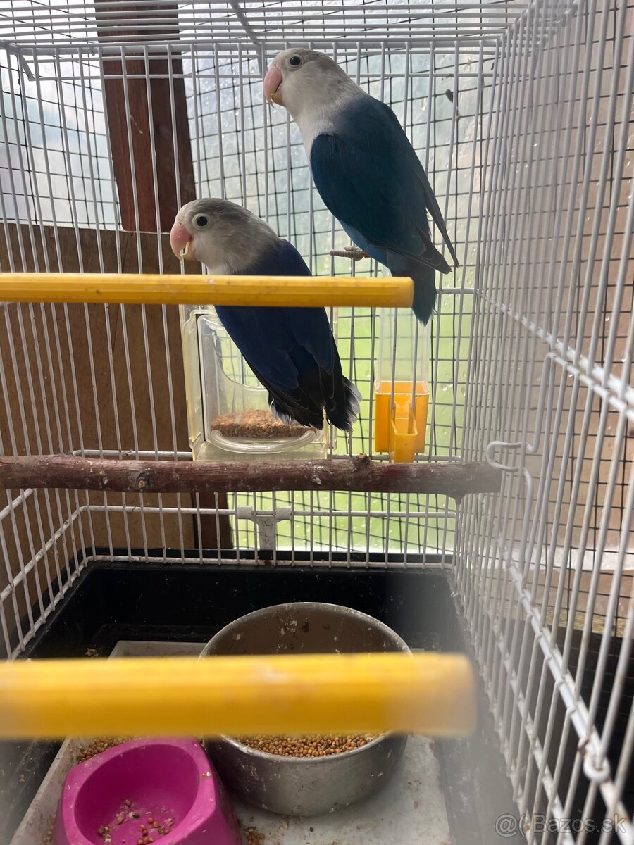 Agapornis fisher par - 8