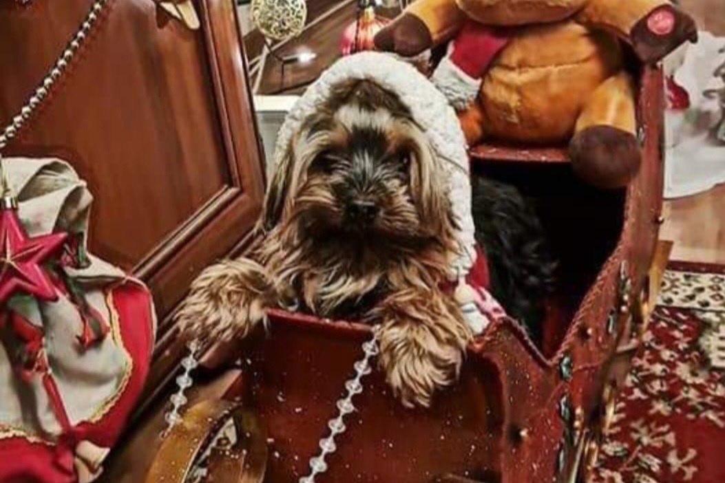 Yorkshirsky terier mini - 8