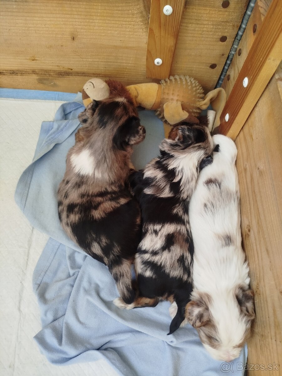 Yorkshire biewer blue merke - 8