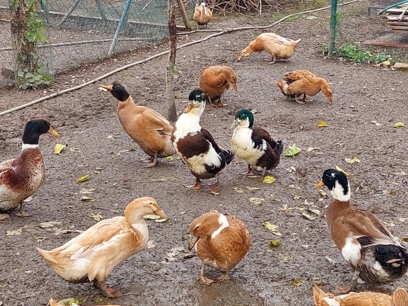 Kacice mlade farebne - 8