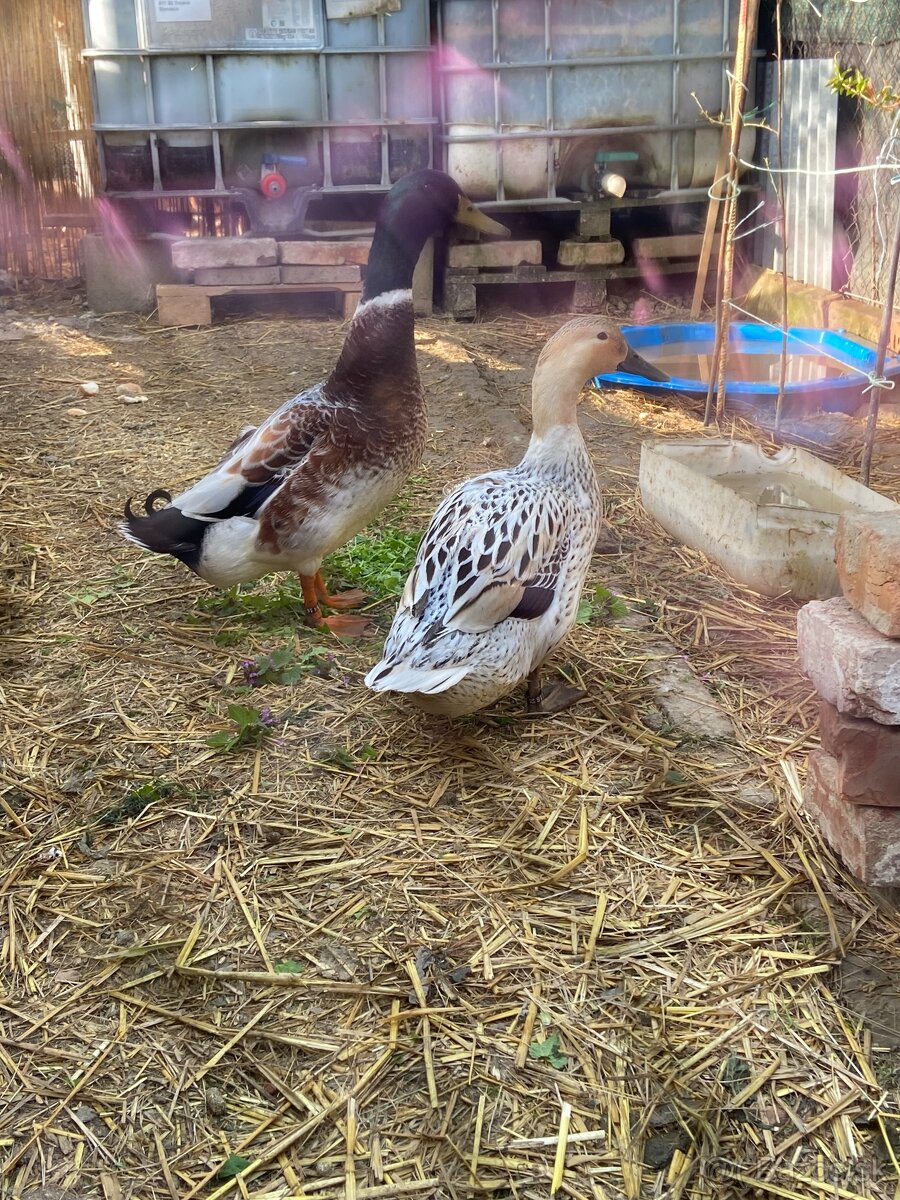 Predám čiarkovane kačice - 8