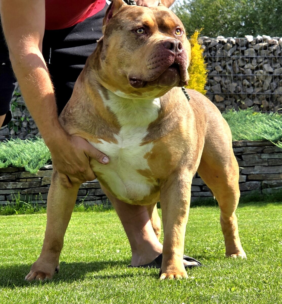 American bully XL XXL - 8