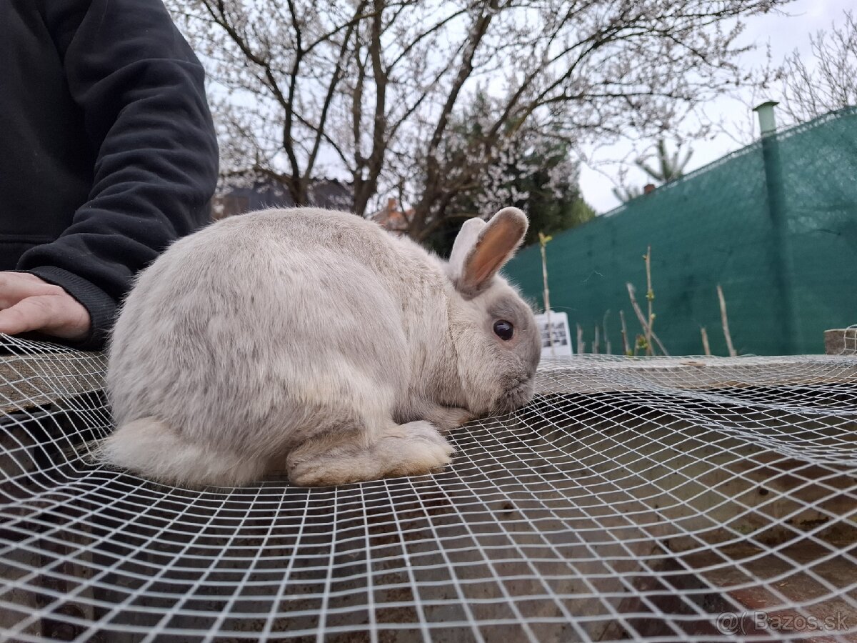 Predám mini zajačika - 8