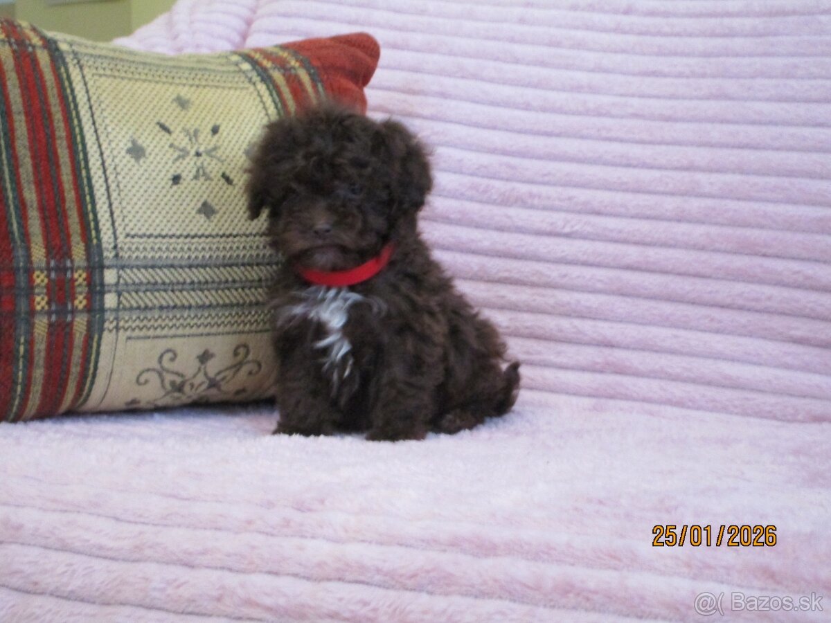 Pudel Toy čokoládová - 8