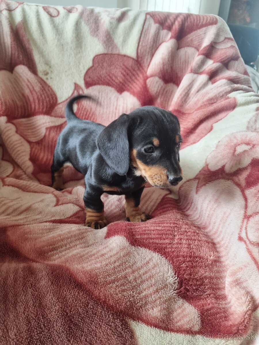 Jazvecík krátkosrsty - 8