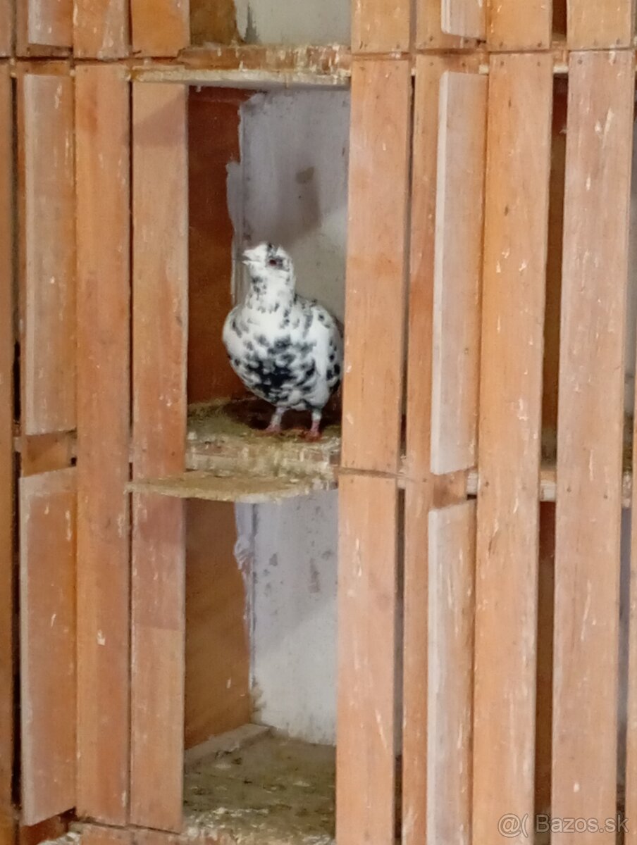 Poštové holuby - 8