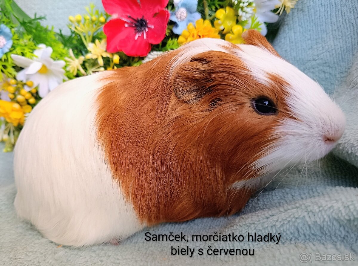 Morča/Morčiatka samčekovia - 8