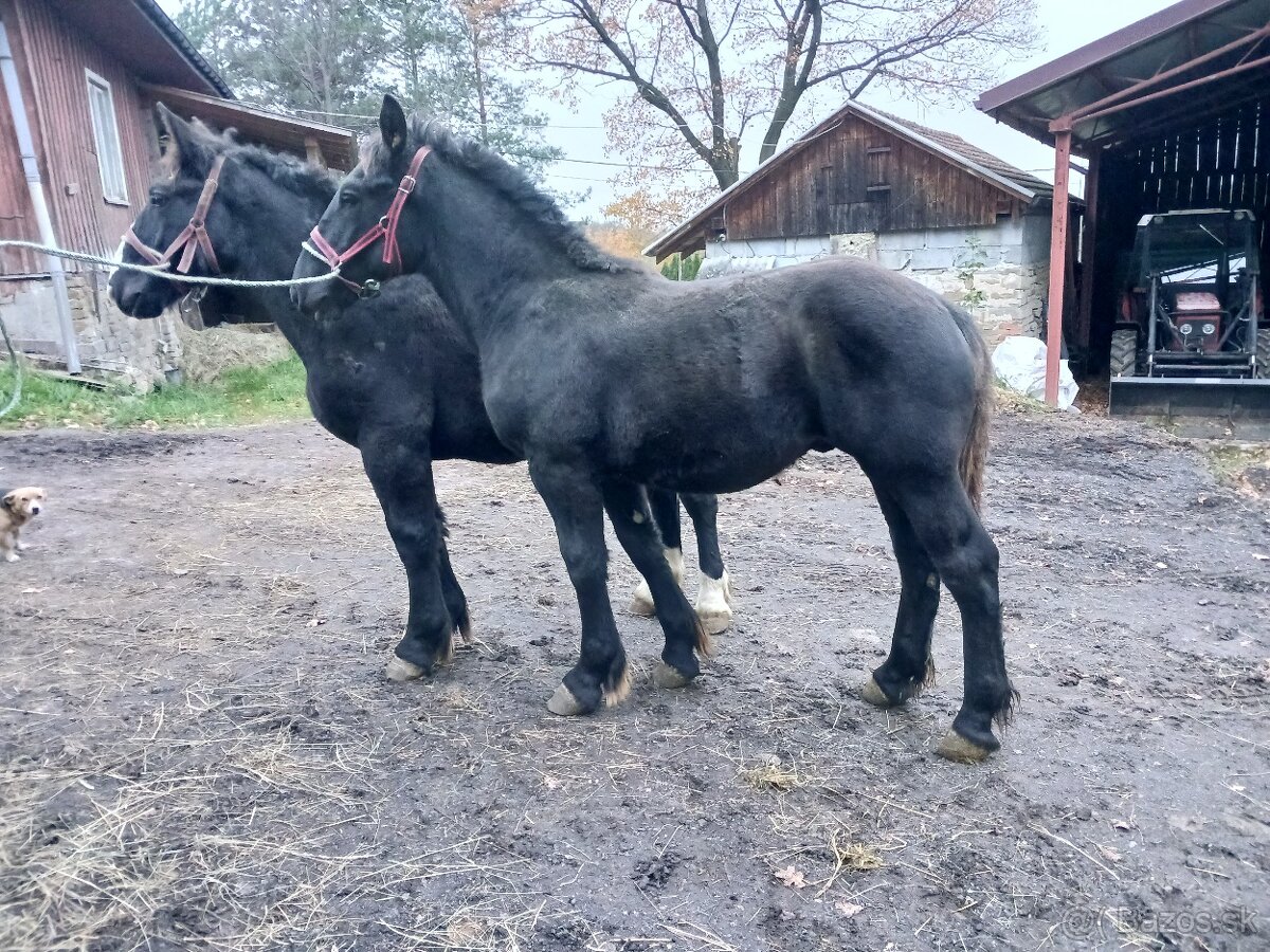 Ogiery zimnokrwiste - 8