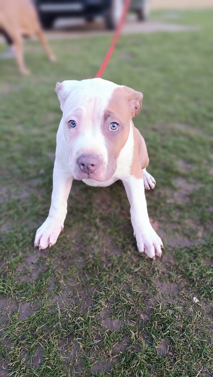 Šteniatka American Bully XL - 8