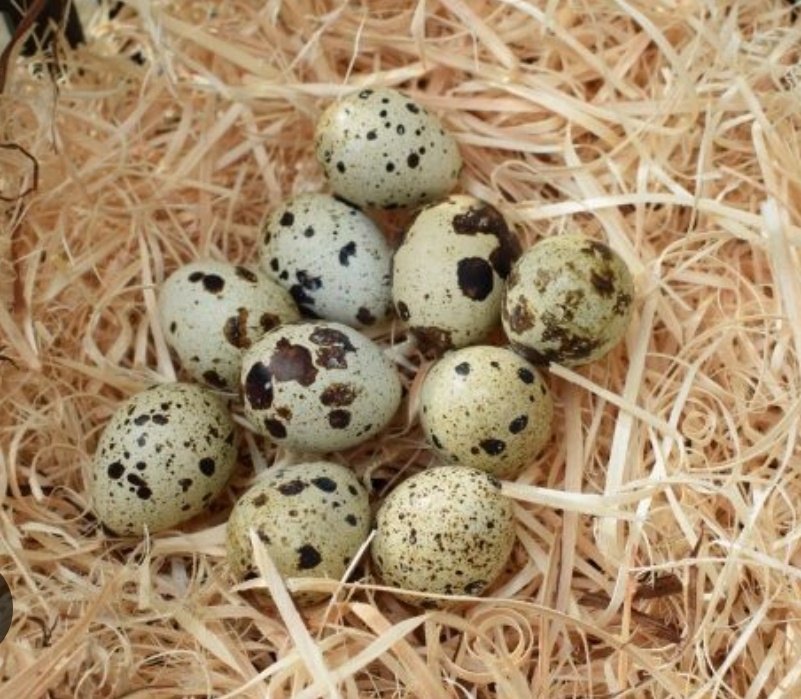 Prepelice japonské - 8