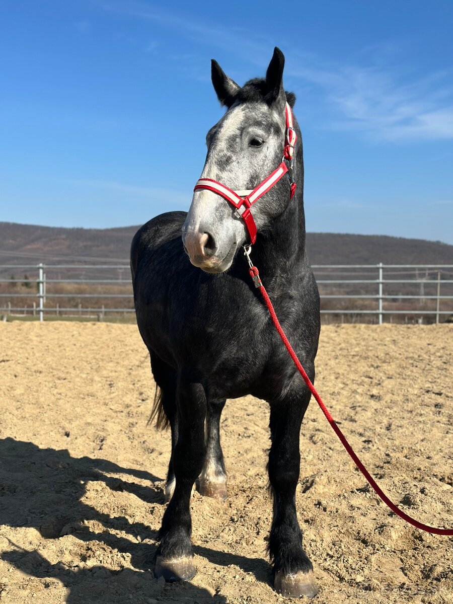 Valach na predaj - percheron - 8