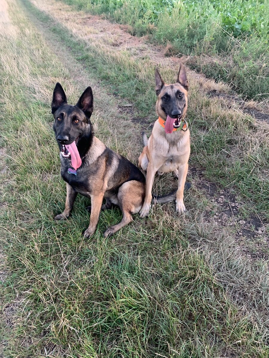 Belgicky ovciak X nemecky ovciak - 8