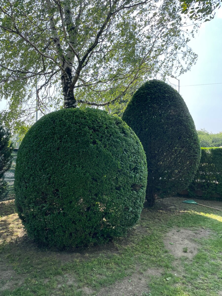 Údržba záhrad, kosenie, pílenie - 8