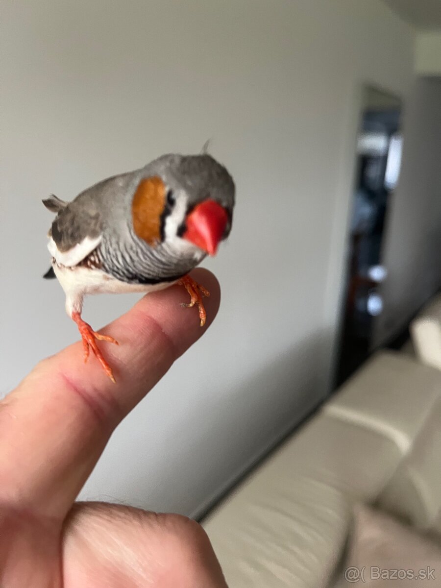 Zebrička austrálska - 8