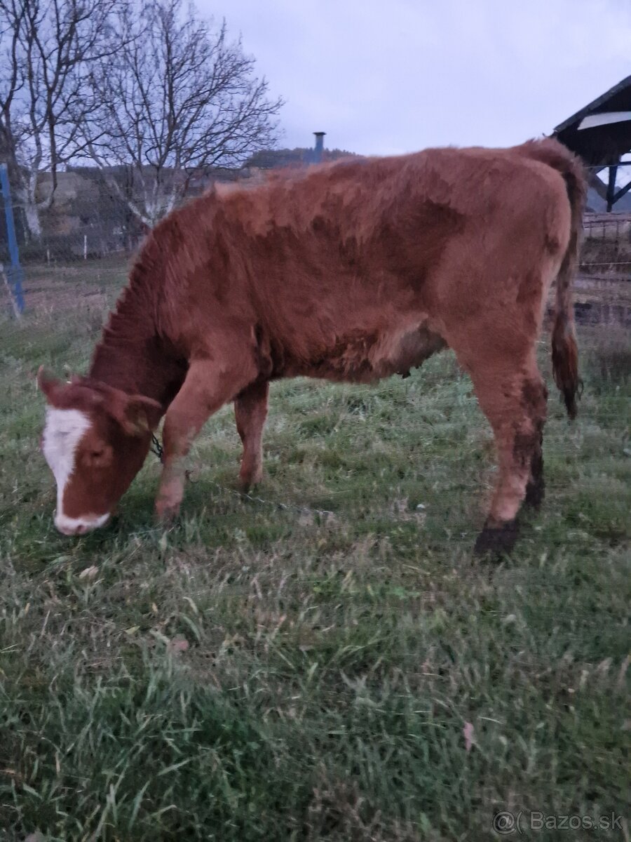 Predám jalovicku (jalovicu, teľa, býka, býčka ) za výhodnú - 8