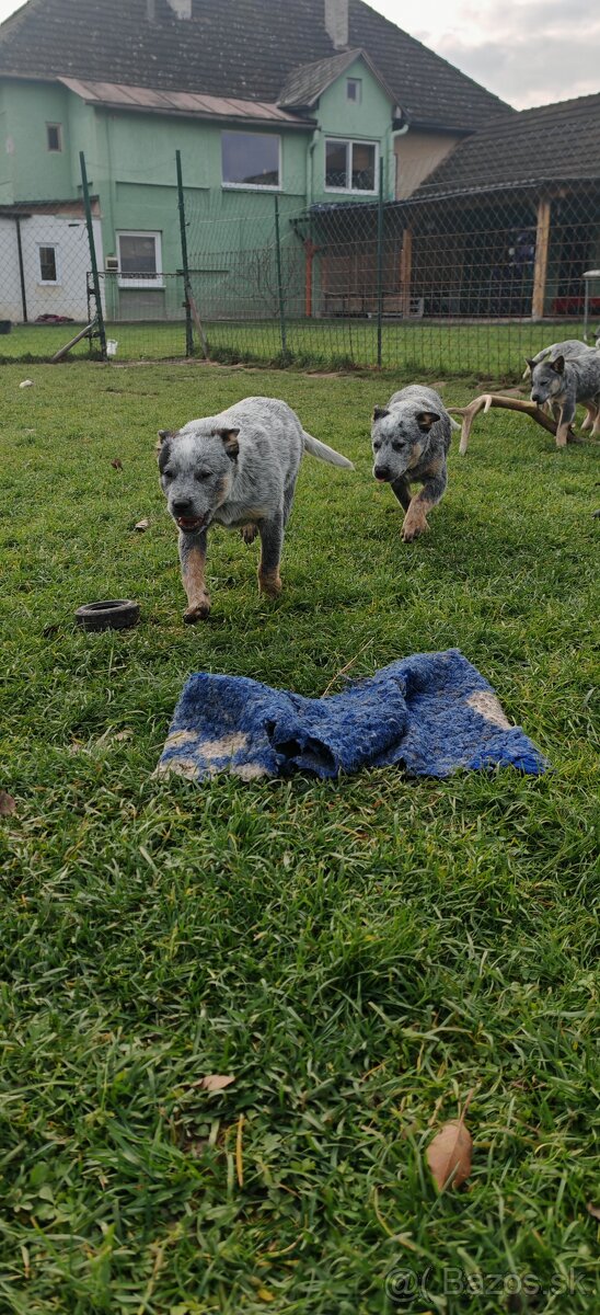 Australsky dobytkarsky pes - 8