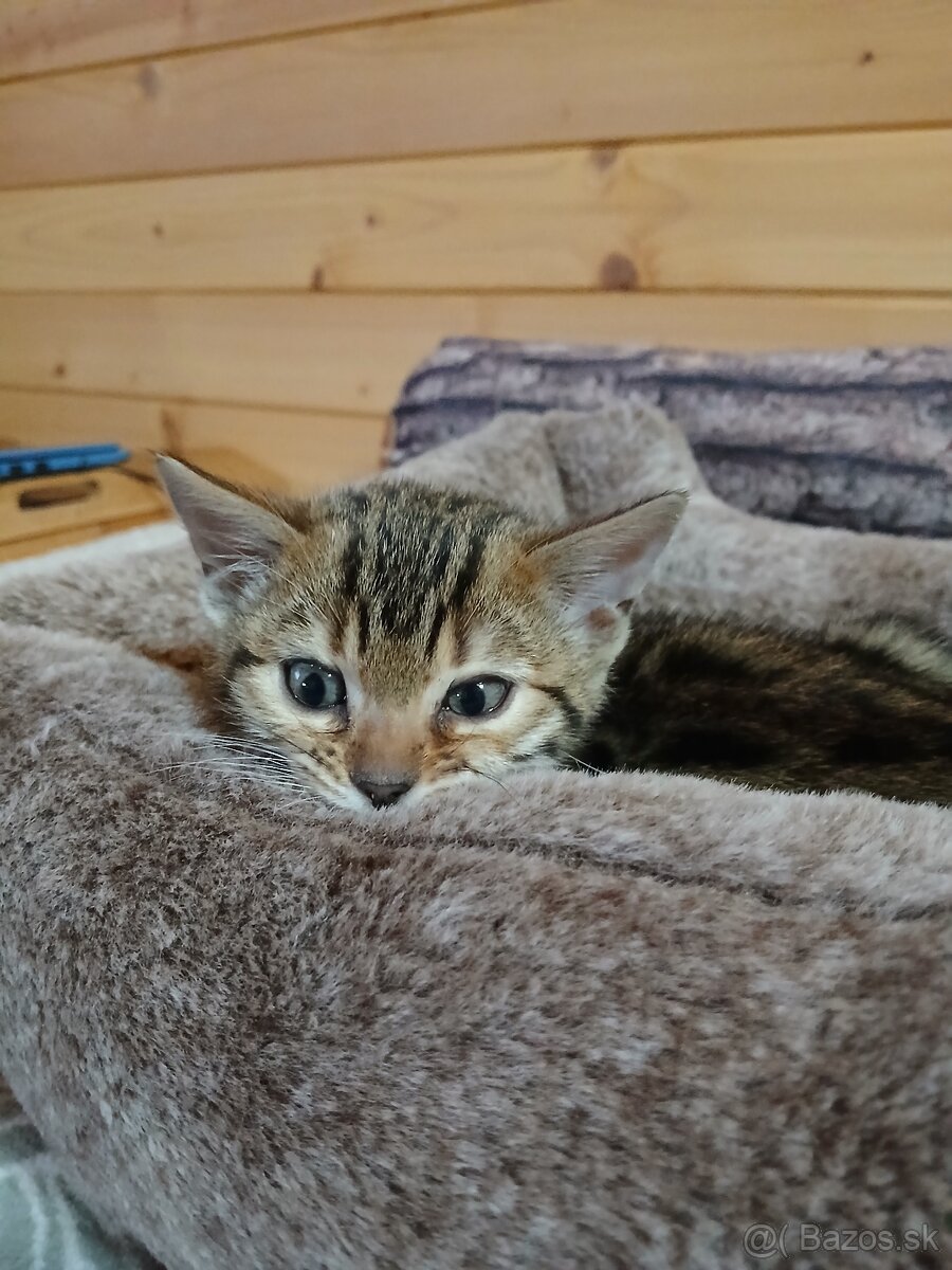 bengal bengalska macka bengalske maciatka - 8