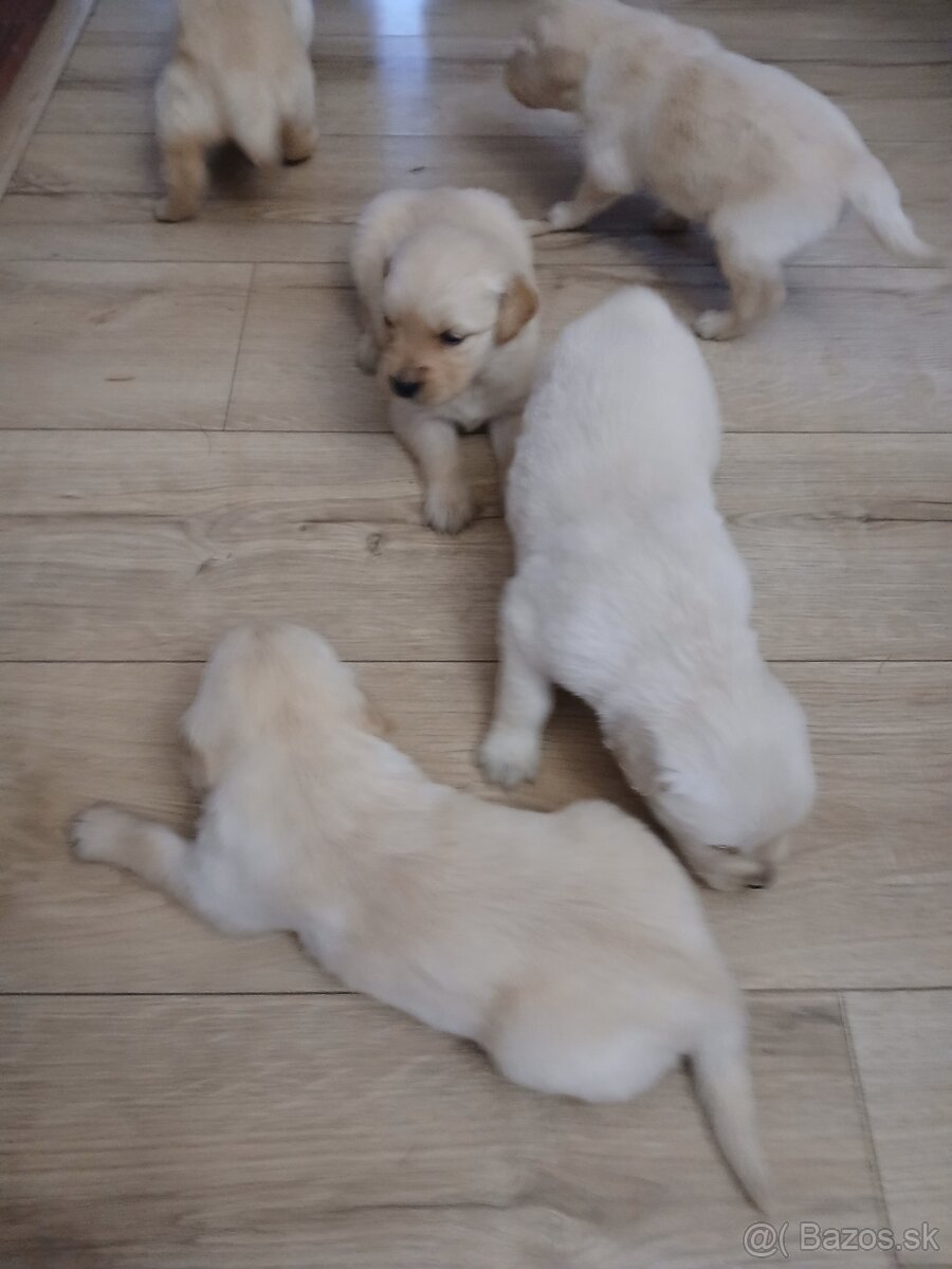 Predám šteniatka Zlatý retriver - 8