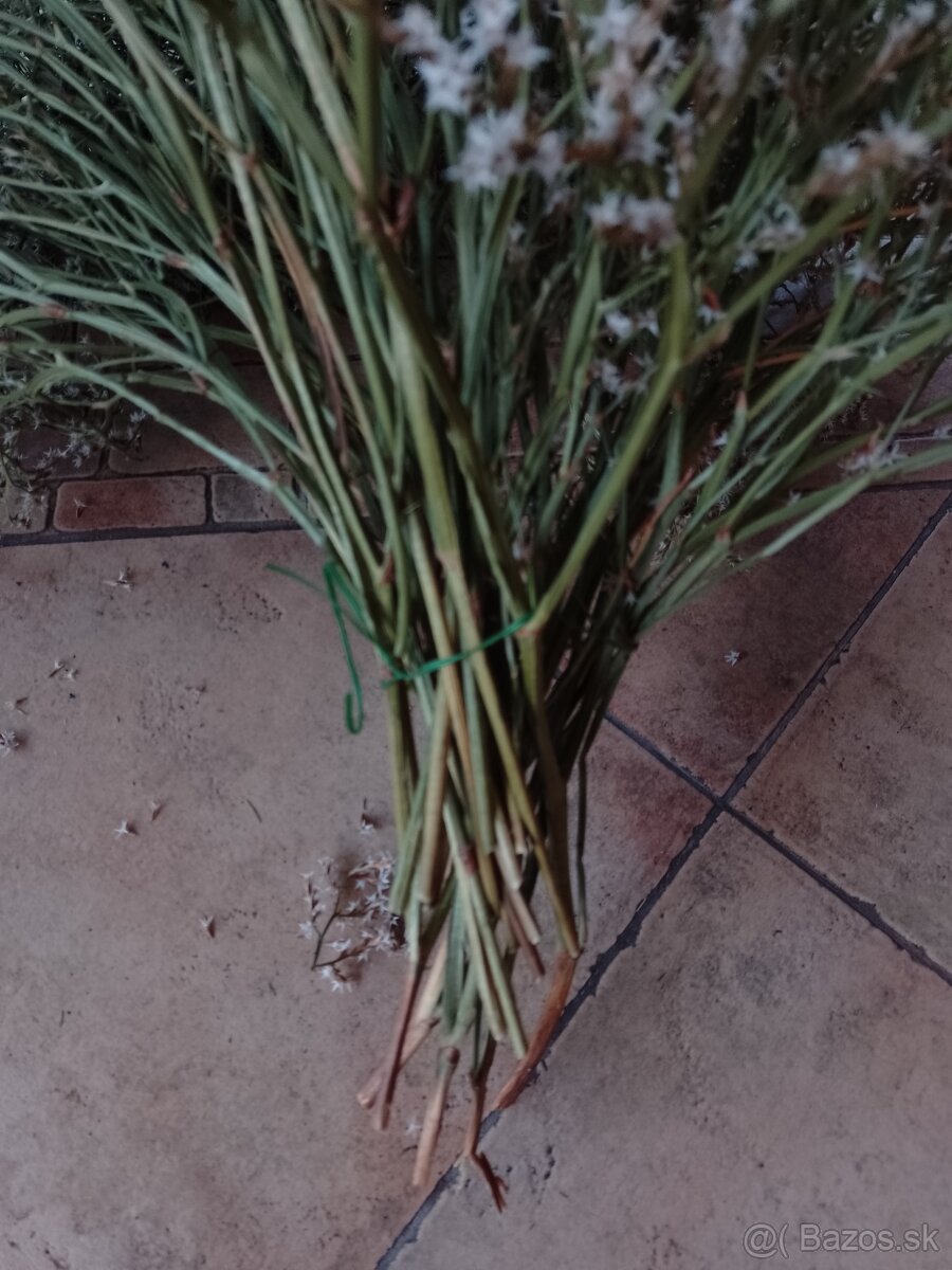 Sušena statica biela na vence 1kytica/8€ - 8