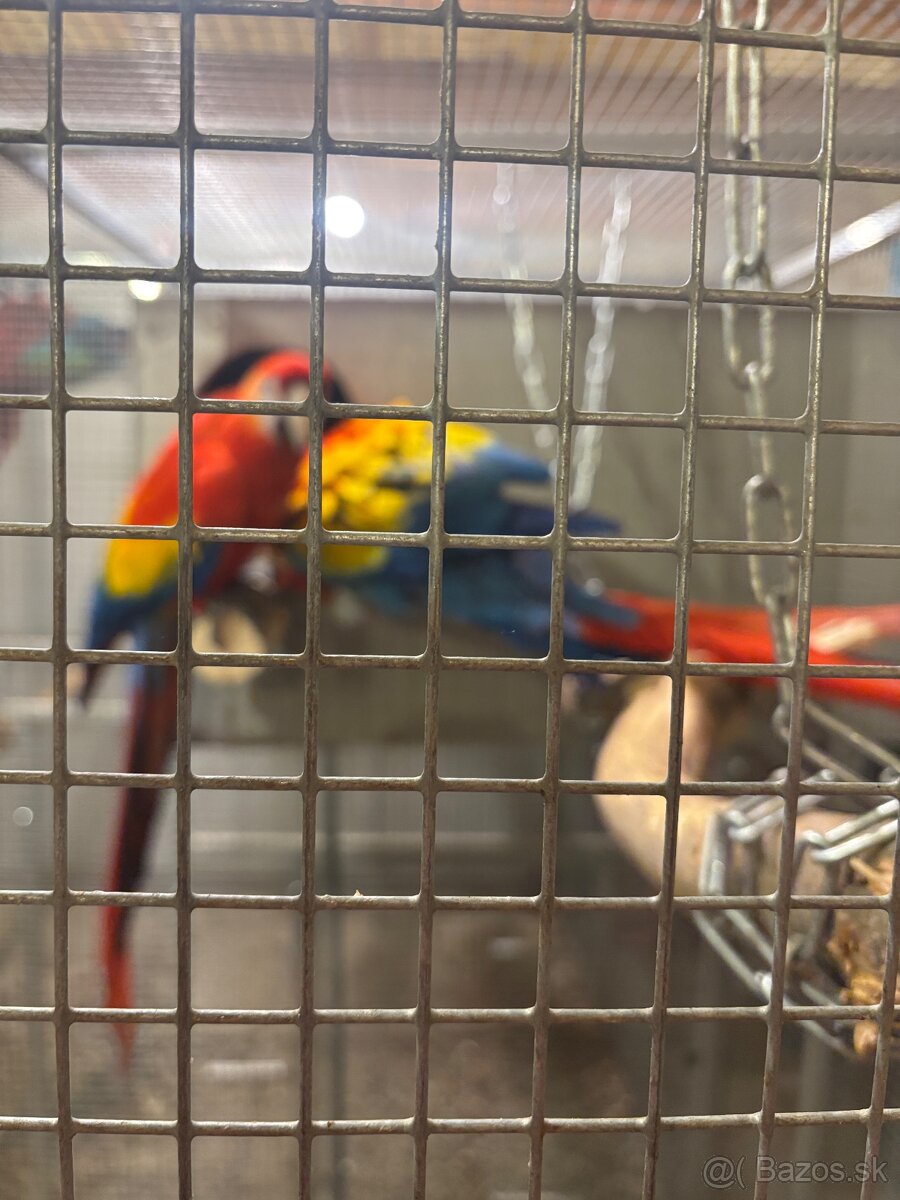 Kakadu inka , Ara arakanga - 8