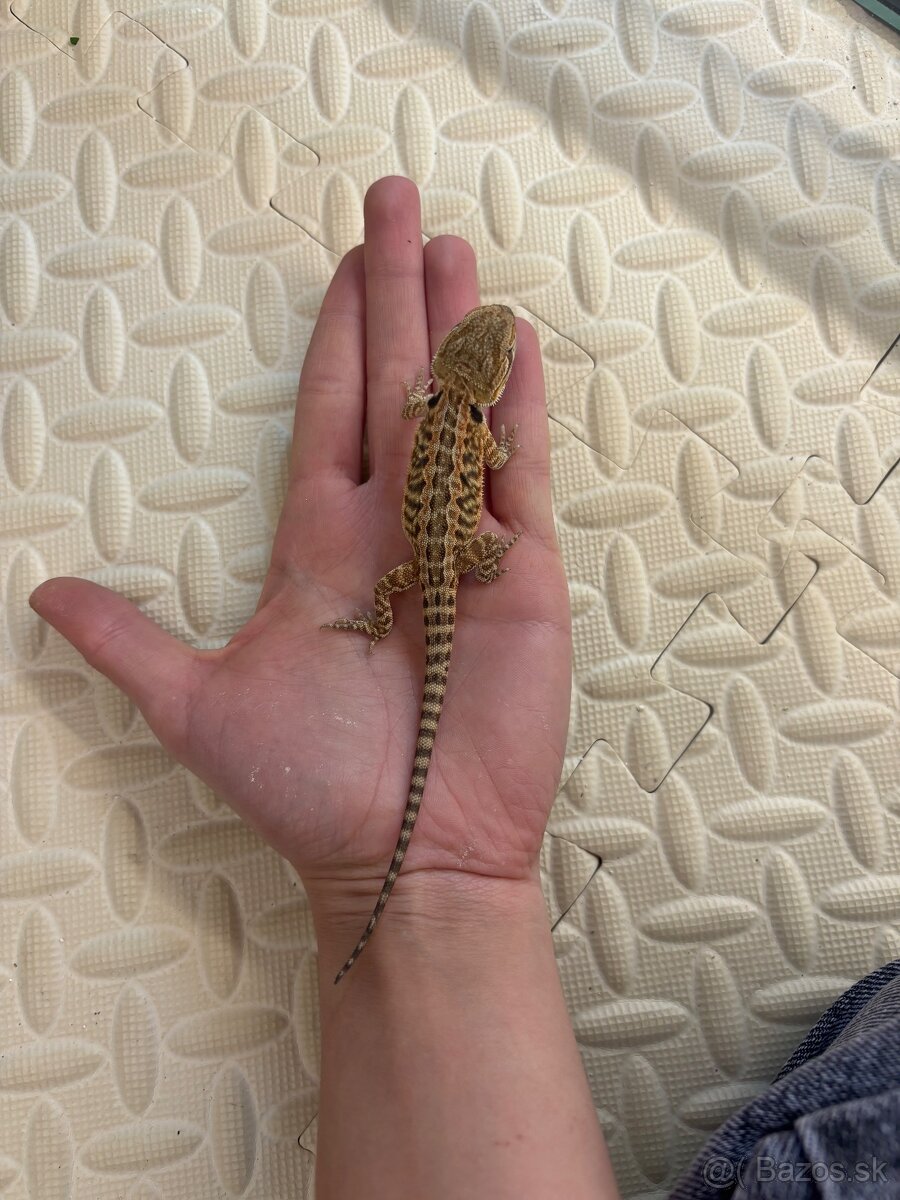 Agama bradatá - 8