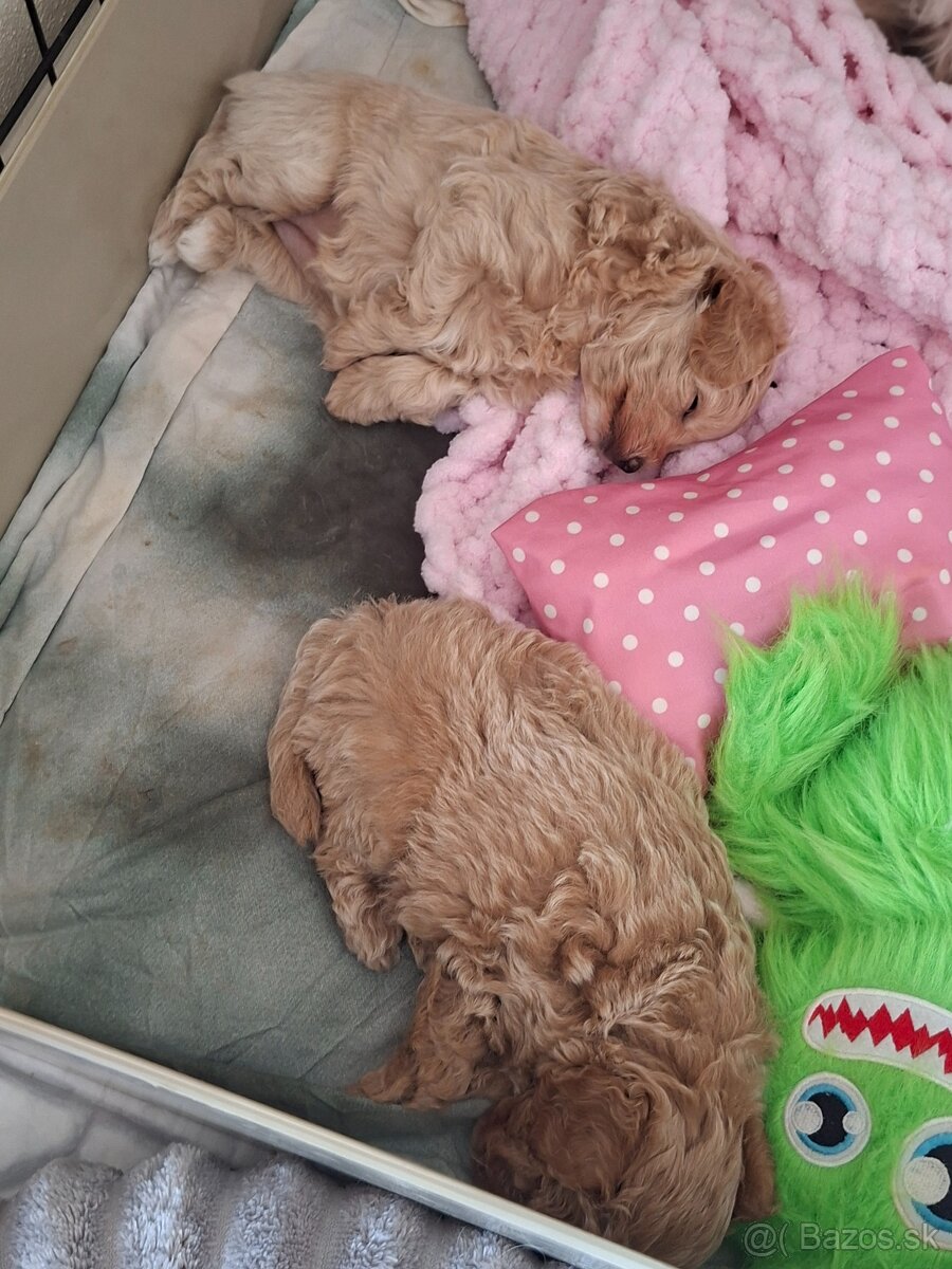Maltipoo - 8
