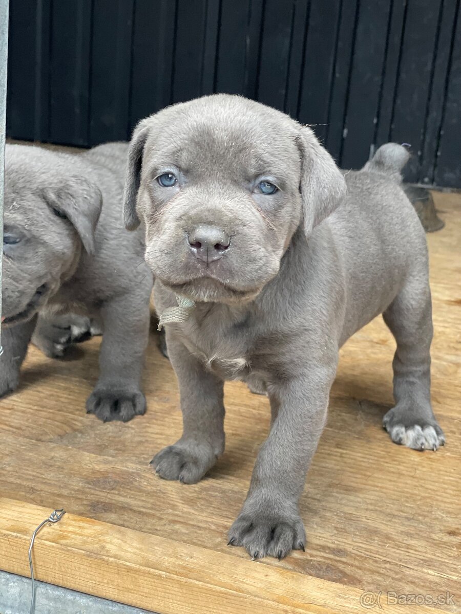 Cane corso krytie - 8