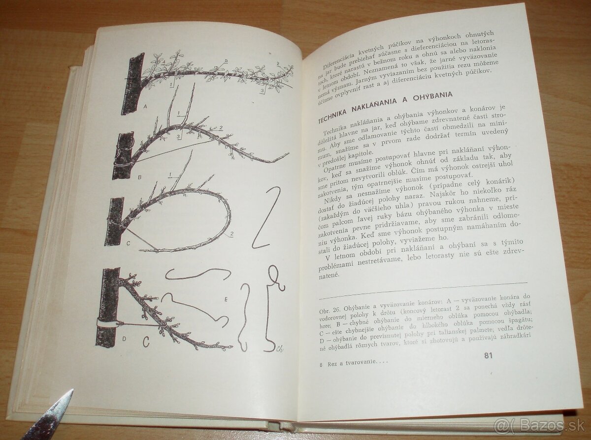 Rez a tvarovanie ovocných drevín - 8