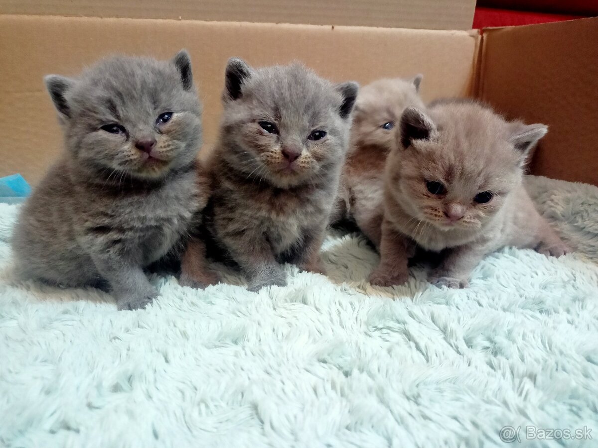 Britske maciatka - 8