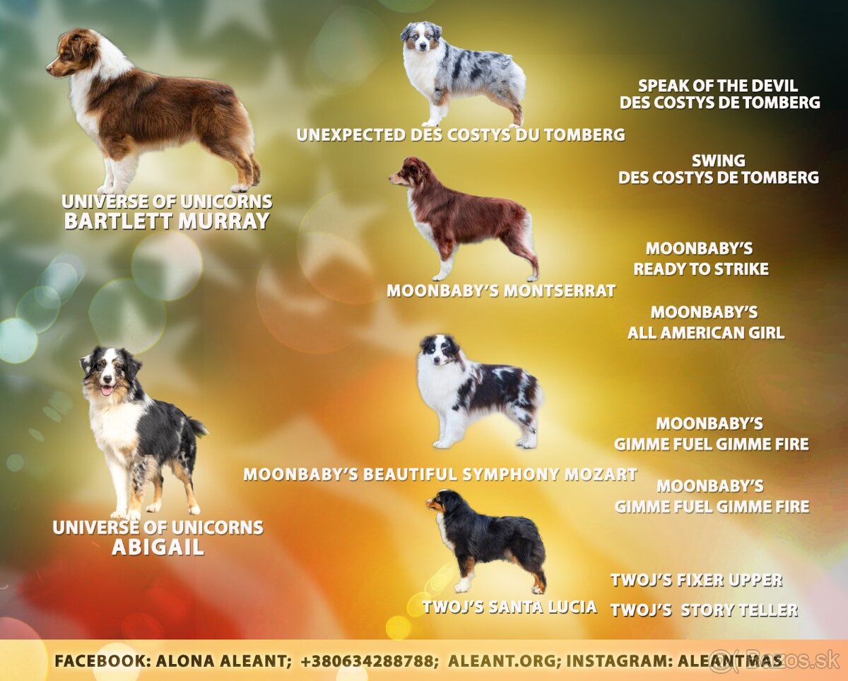 Miniaturní americký ovčák - 8