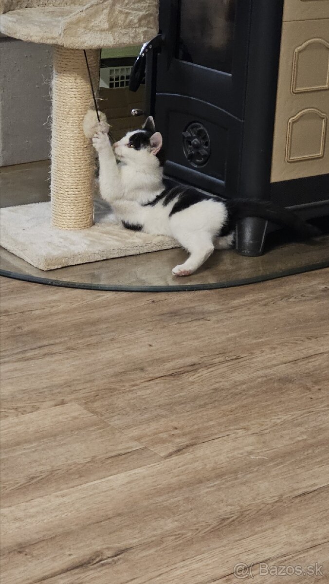 Darujem 4,5 mesačného kocúrika - 8