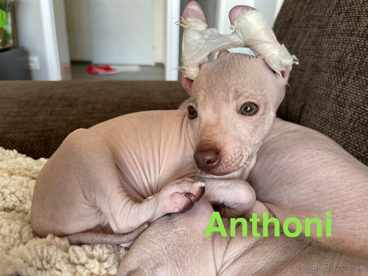 Peruánsky naháč malý - 8