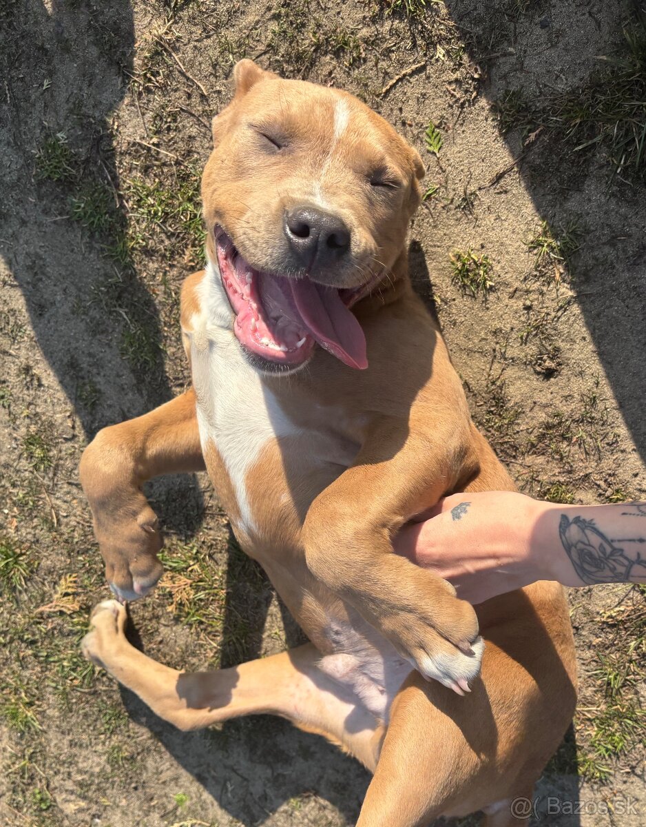 Americký stafordsirsky terier, Stafford, amstaf - 8