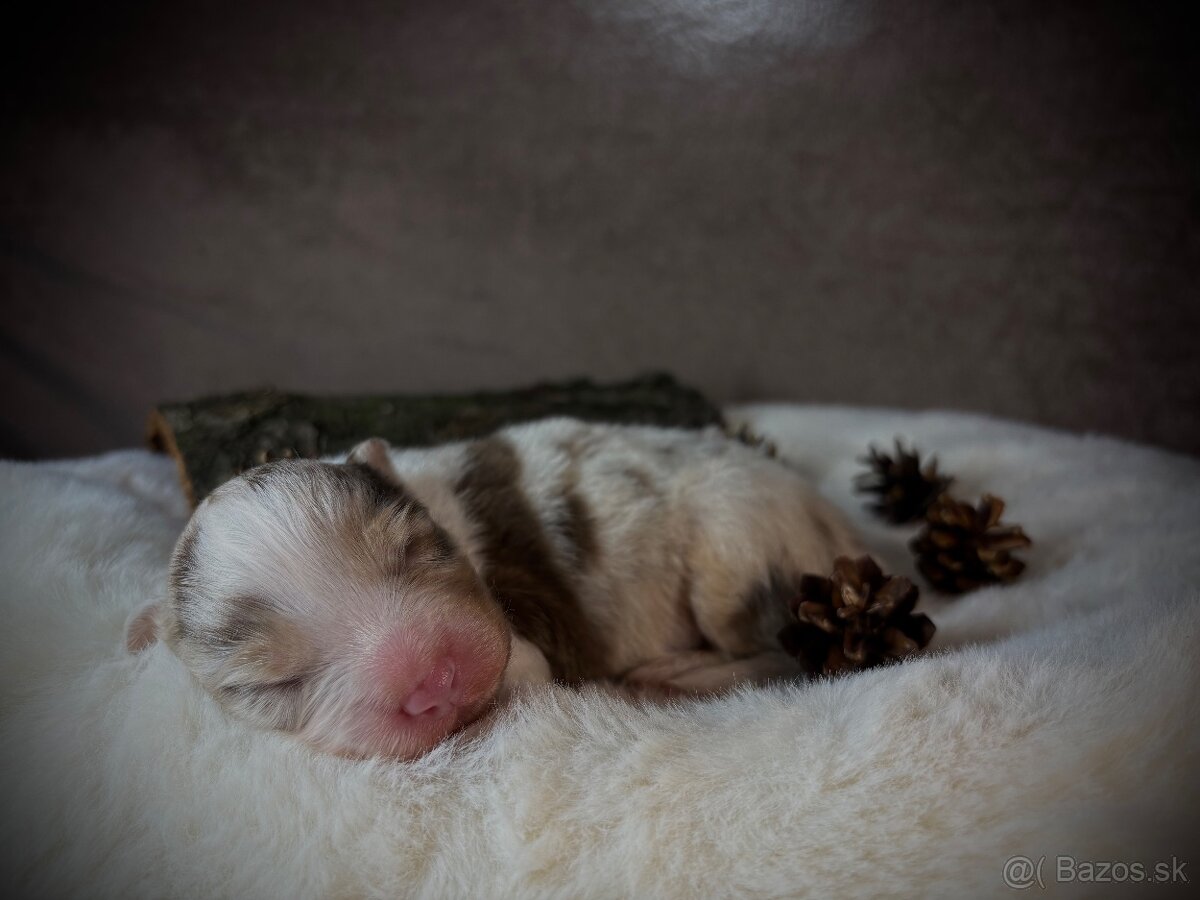 Austrálsky ovčiak s PP - 8