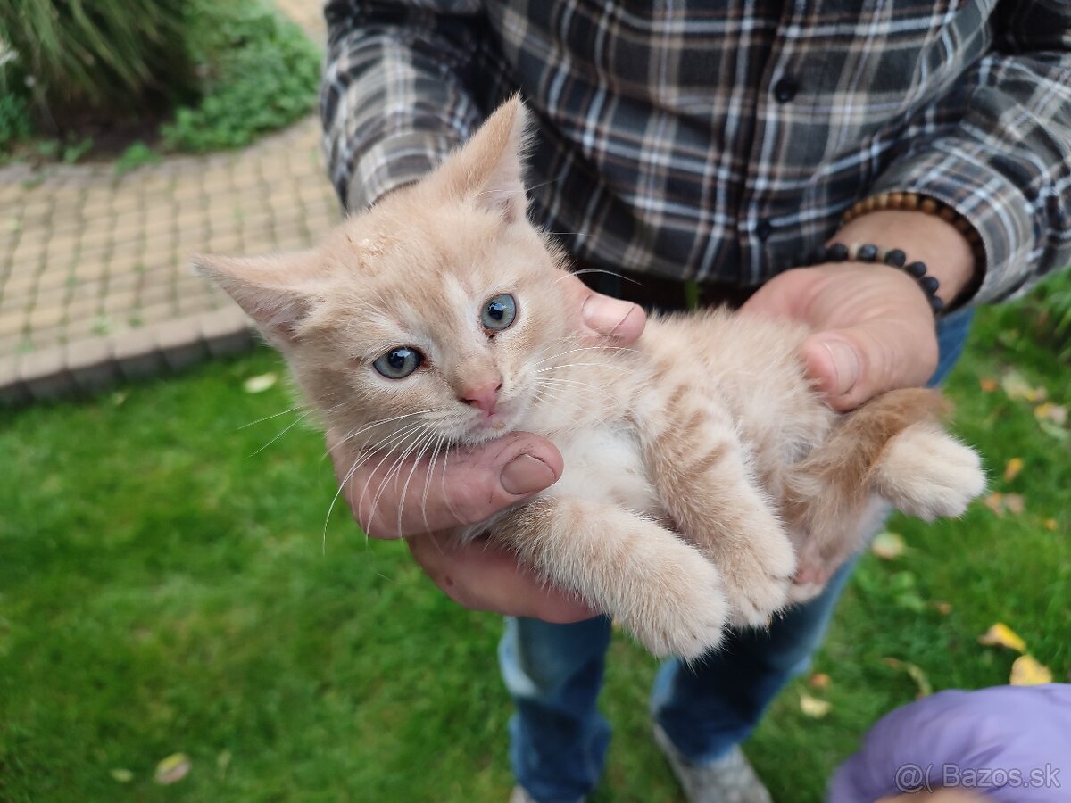 Darujem mačiatka - 8