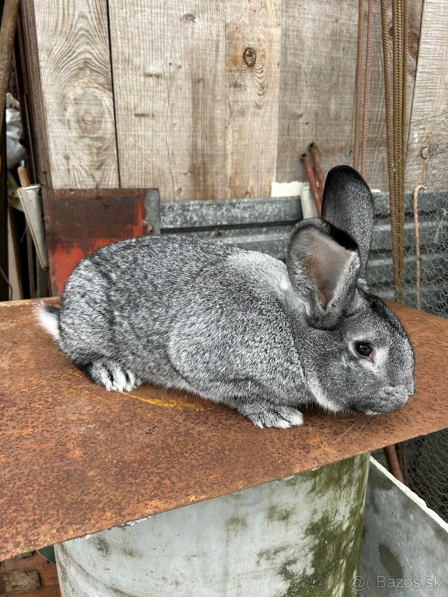 Činčila veľká - 8