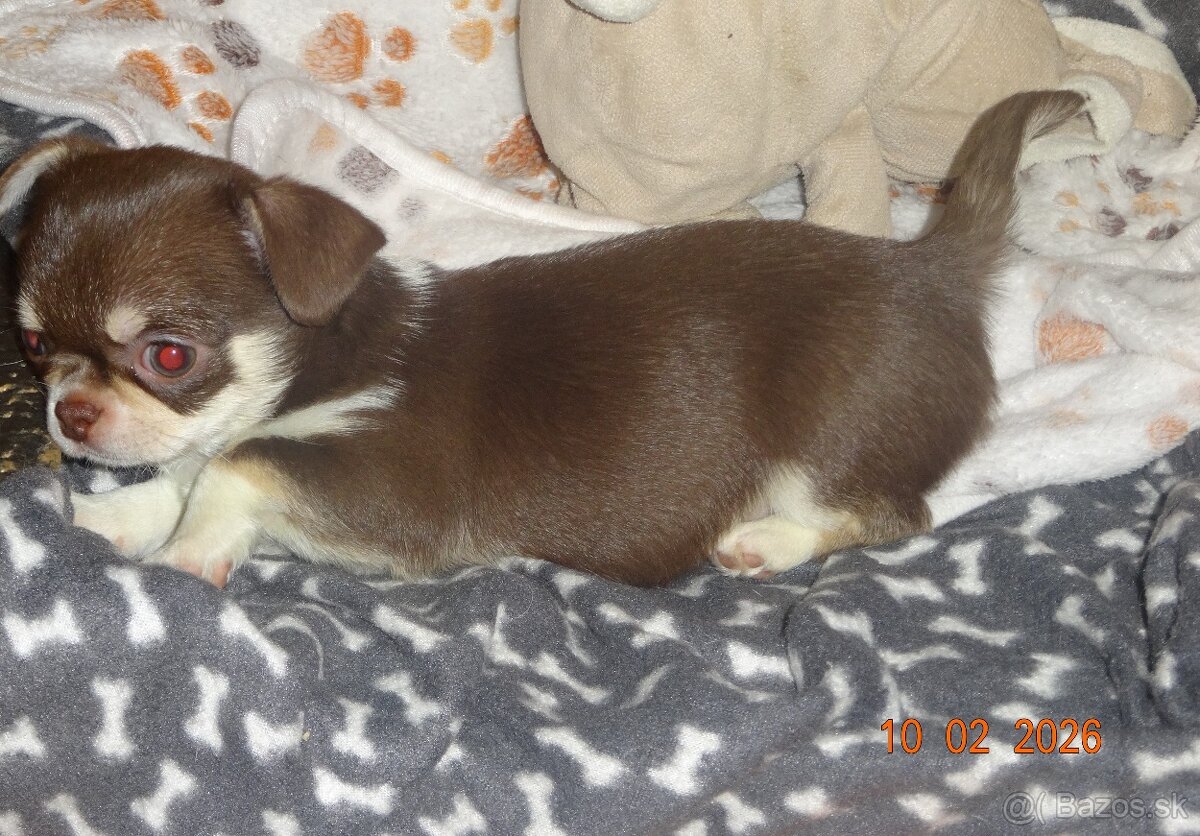 čivava krátkosrstá - 8