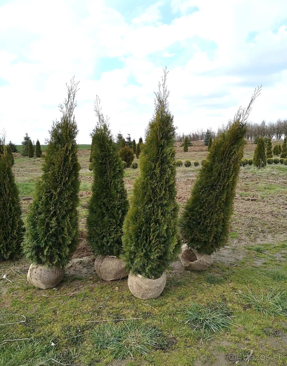 TUJE SMARAGD Premium -Prešov, Východ - 8