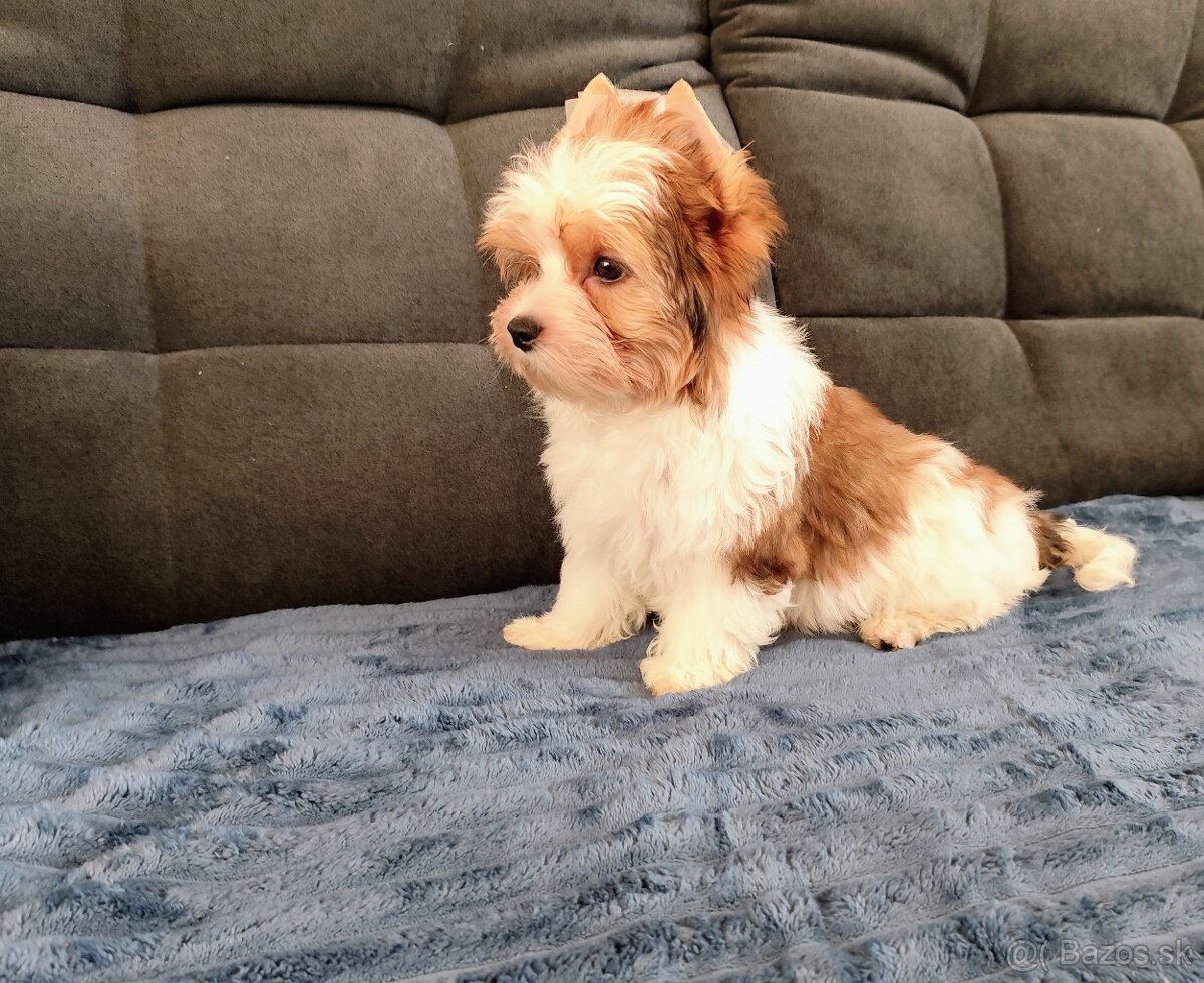 Yorkshire terrier - 8