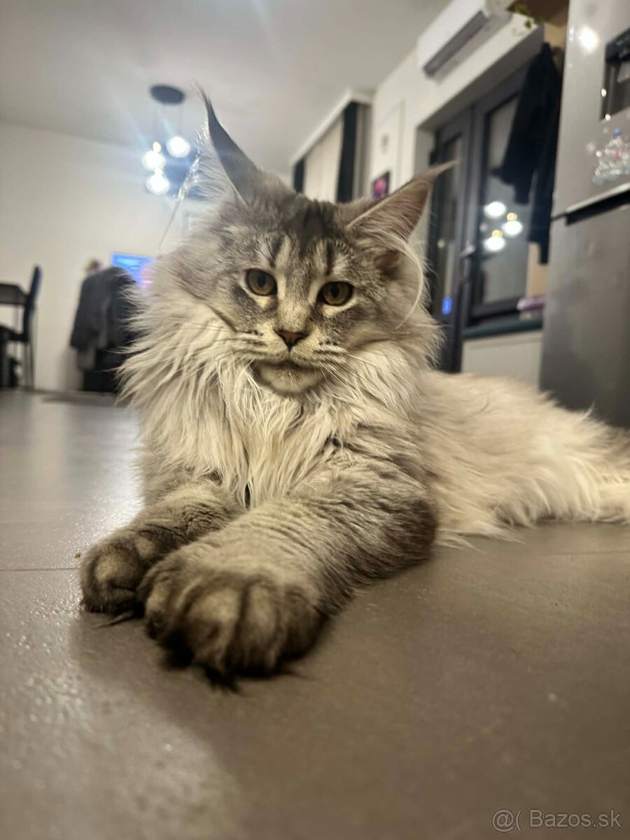 Maine coon, mainská mývalia s PP - kocúrik - 8