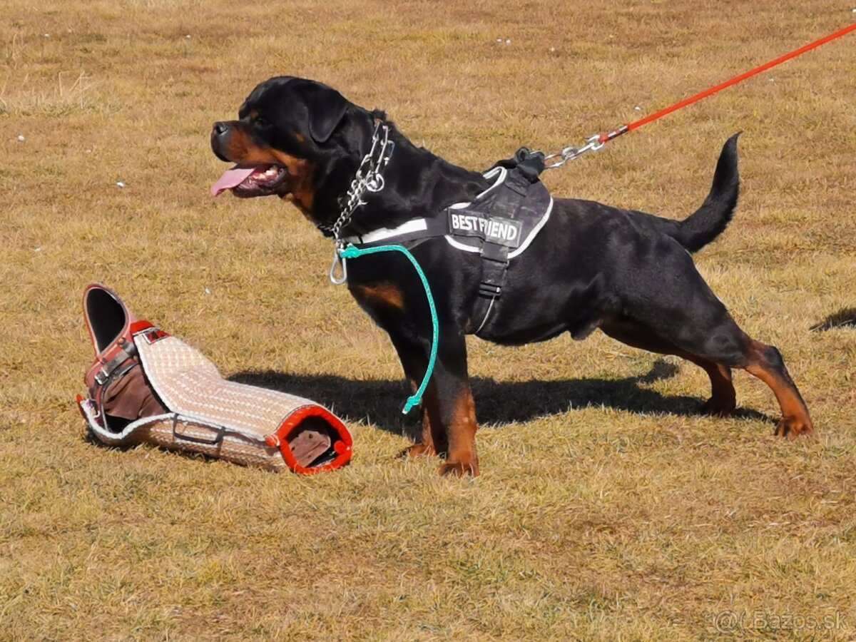 Rottweiler, rotvajler, rtw - 8
