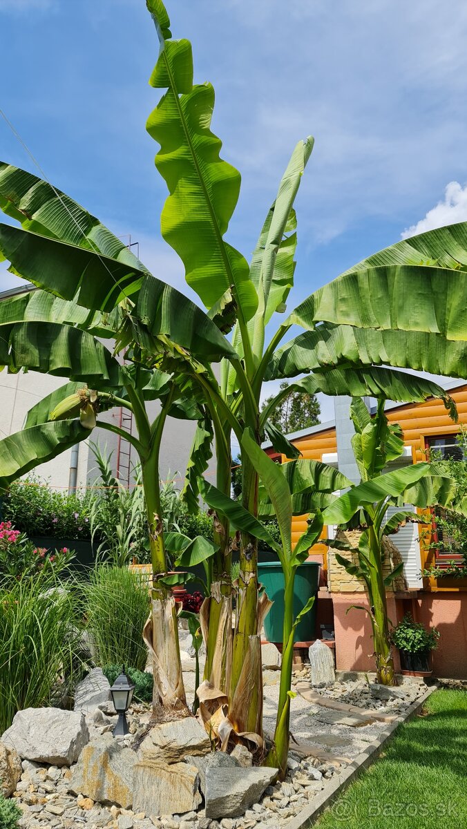 Banan,bananovniky,maurelli atd. - 8