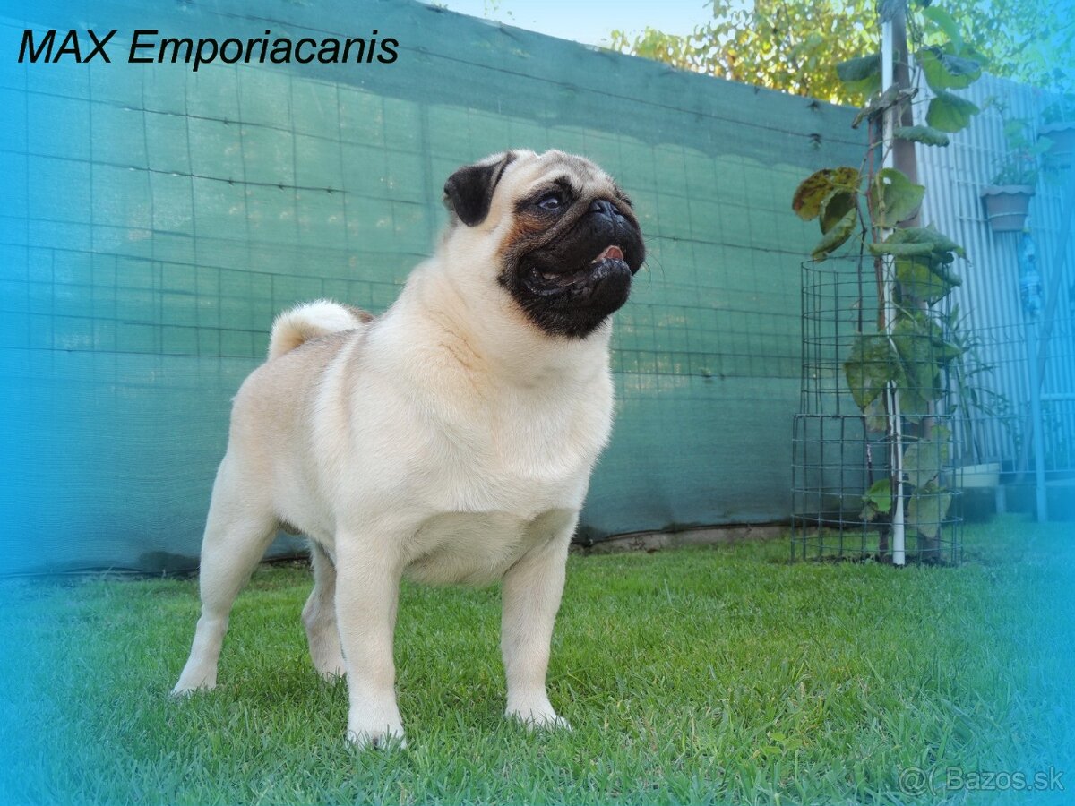 MOPS s PP. - 8