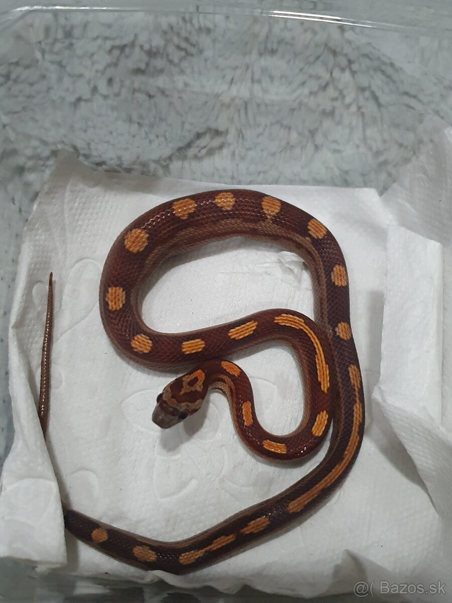 Užovka americká, Pantherophis guttatus, odchov - 8