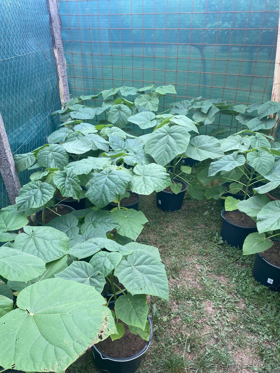 Paulownia Tomentosa rýchlorastúci strom - 8