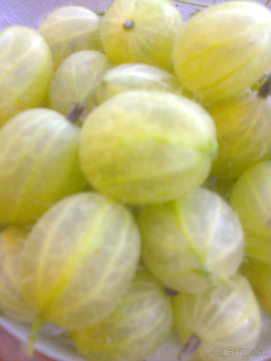 Josty .,ríbezle .egreš ,černice ,lieska.... - 8