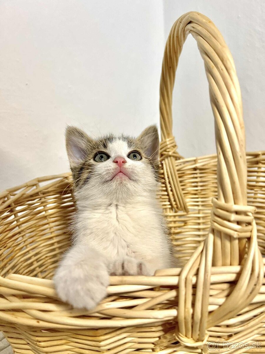 Darujeme mačiatka - 8