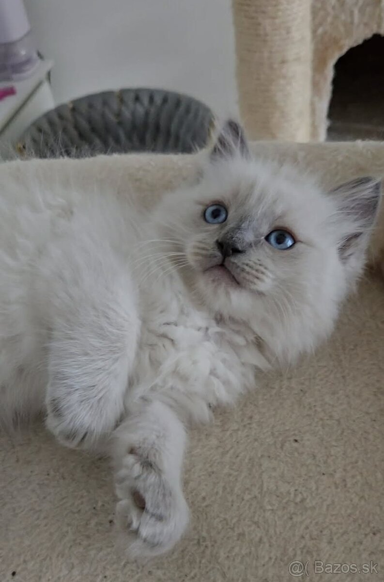 Ragdoll mačiatka - 8
