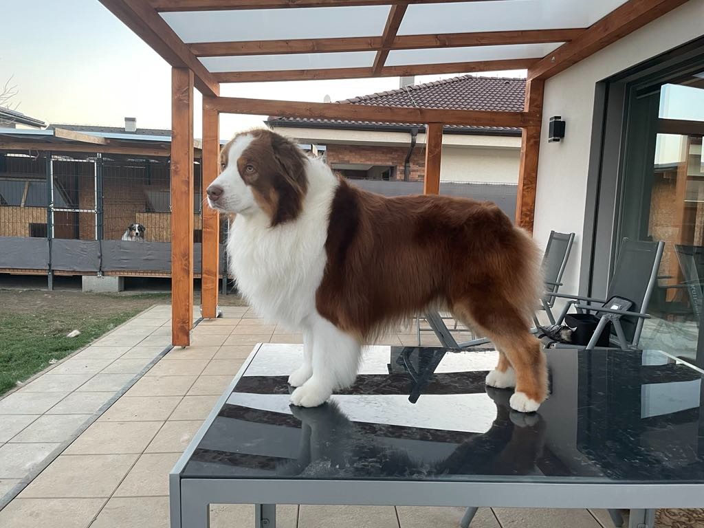 Austrálsky ovčiak- krytie, PP - 8