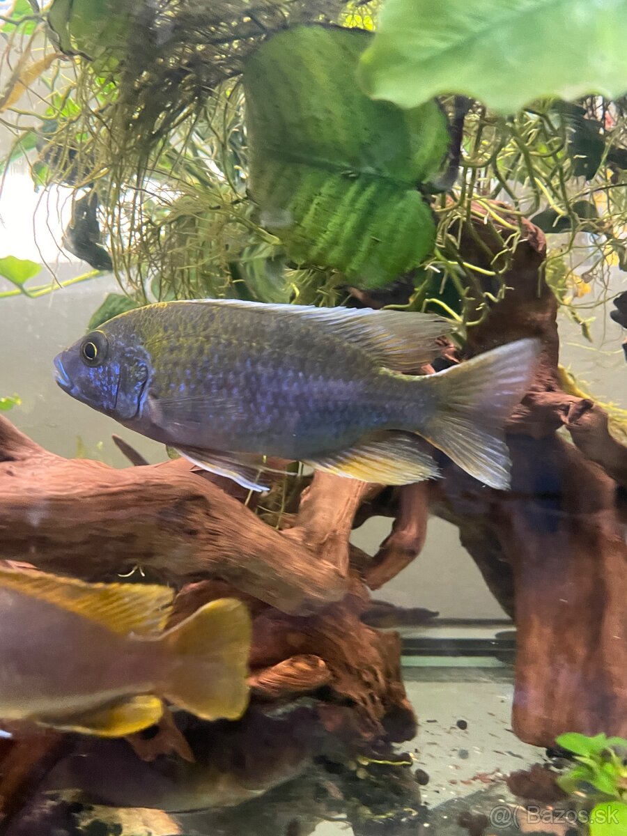Cichlidy - 8
